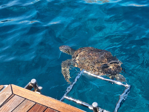 Dolphin Boat Safari-阿依纳帕必去景点
