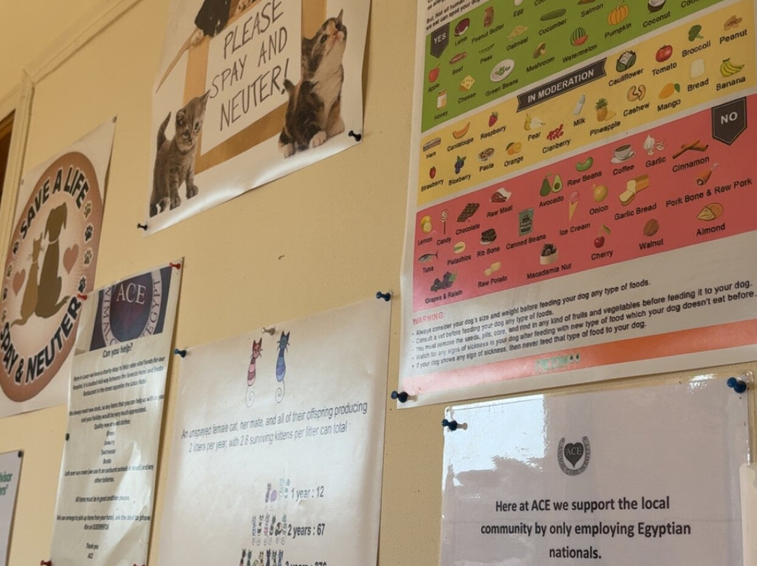 ACE - Animal Care in Egypt-卢克索必去景点