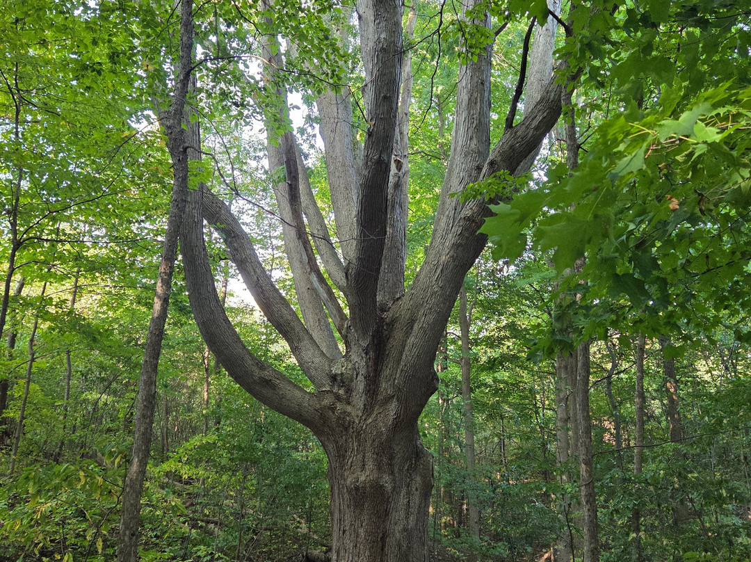 Westminster Ponds-伦敦必去景点