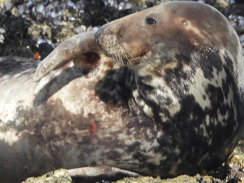 St. Ives Sea Trips-圣艾维斯必去景点