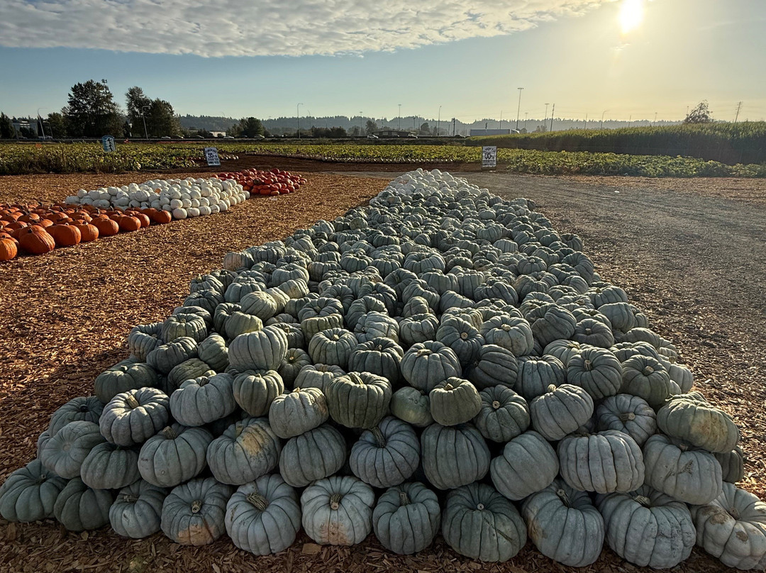 Carpinitos Pumpkin Patch-肯特必去景点
