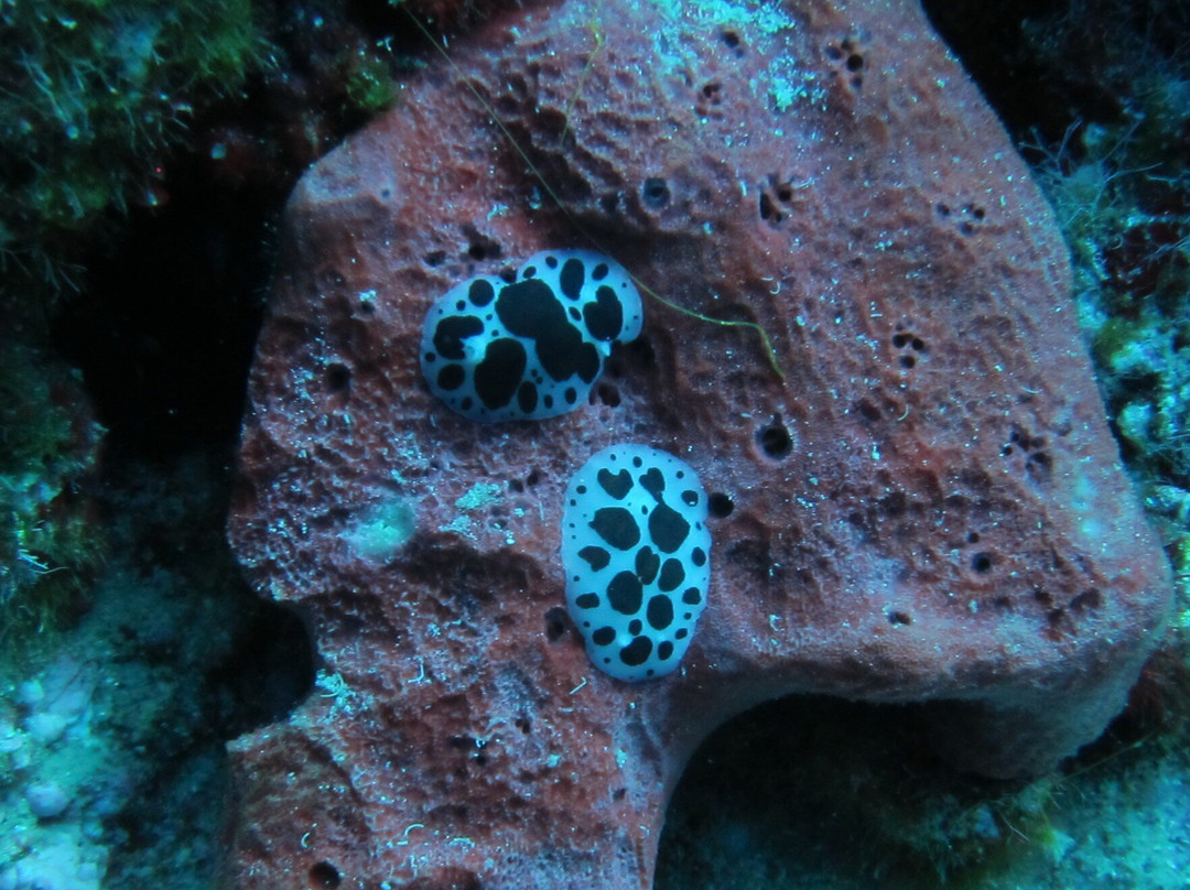 Aquapro Dive Center-Bitez必去景点