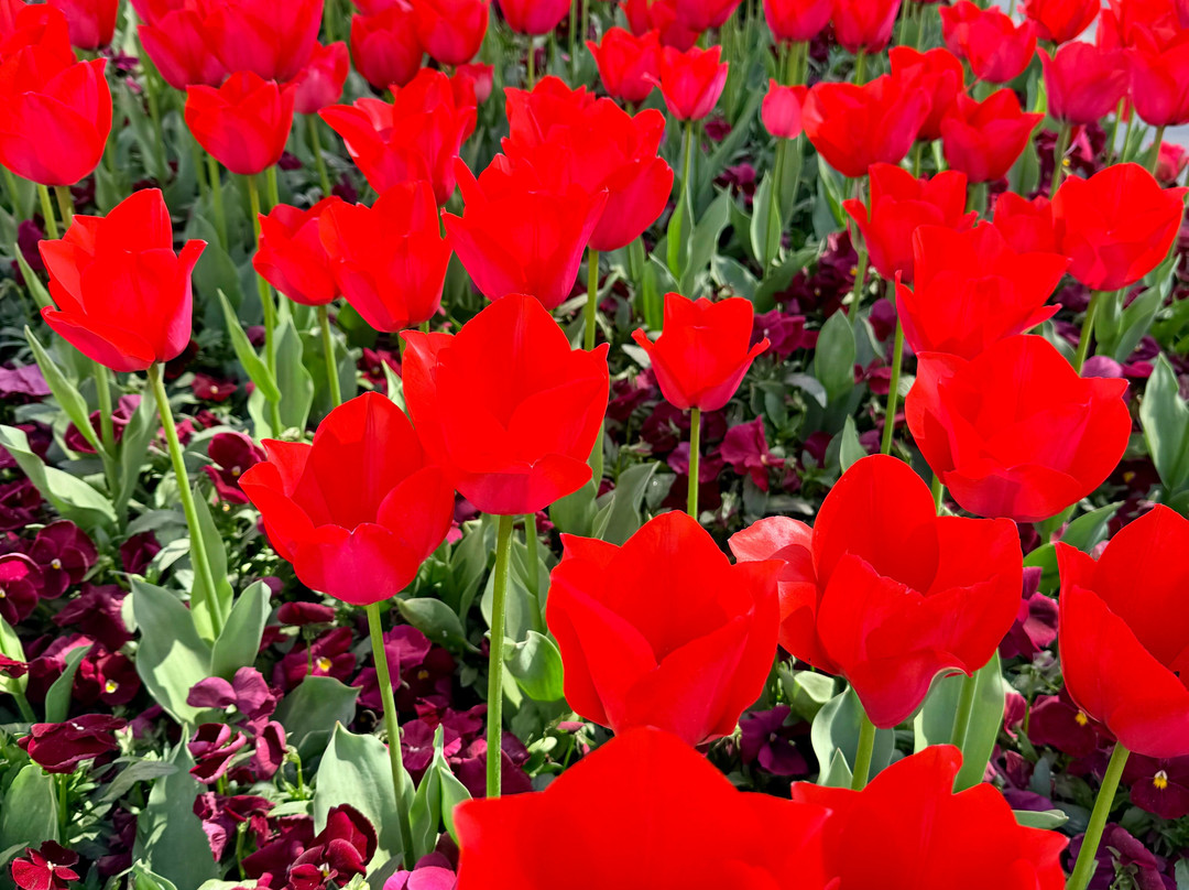 Floriade-堪培拉必去景点
