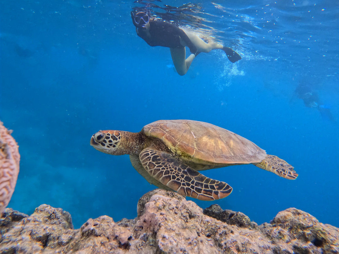 Sea Pace Rarotonga-堤堤卡维加必去景点