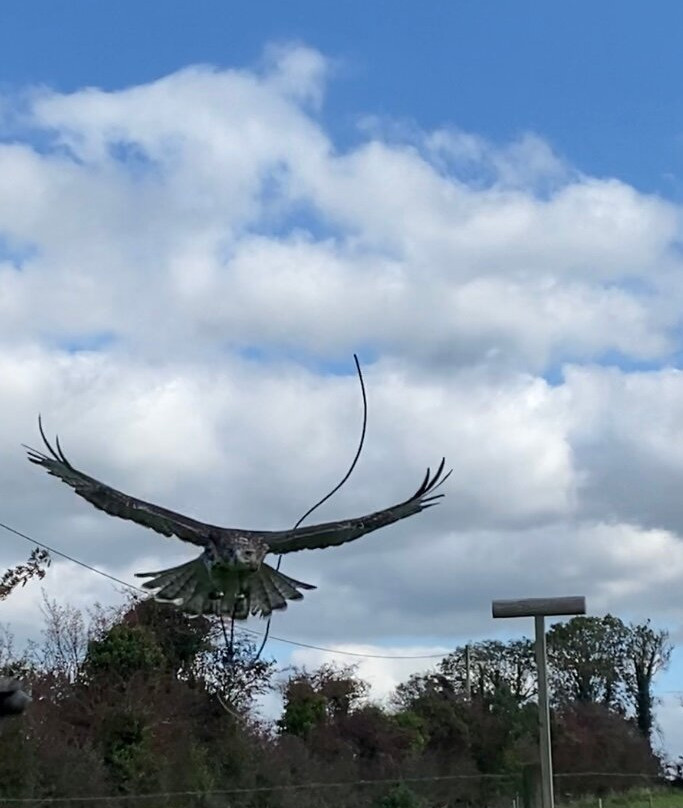 Faha Falconry-Faha必去景点