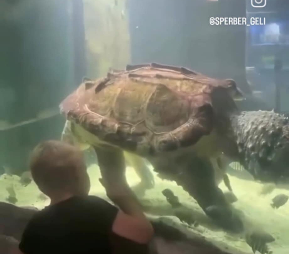 Alushta Aquarium-阿卢什塔必去景点