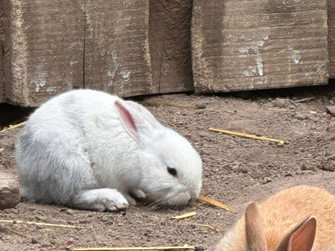 Garden Route Wolf Sanctuary-普利登堡湾必去景点