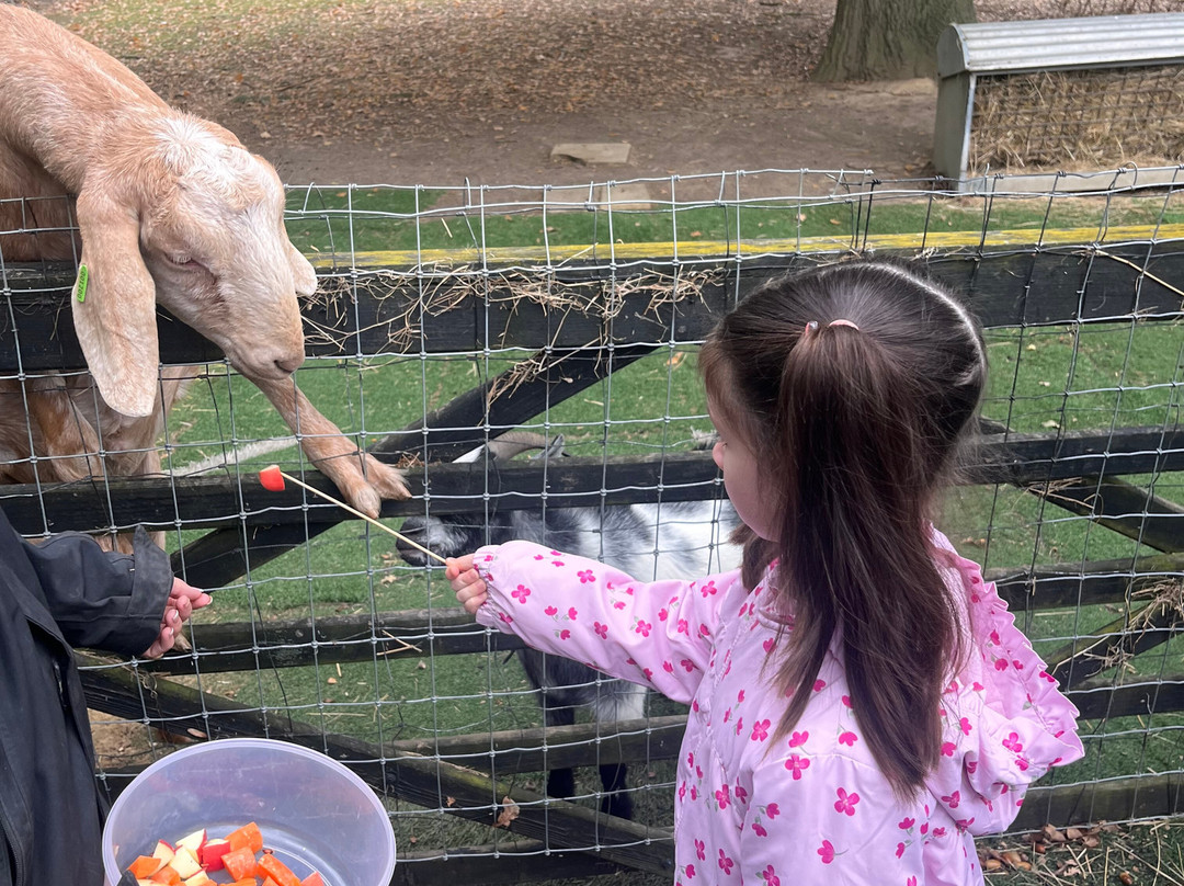 Baddow Hill Alpacas-切姆斯福德必去景点