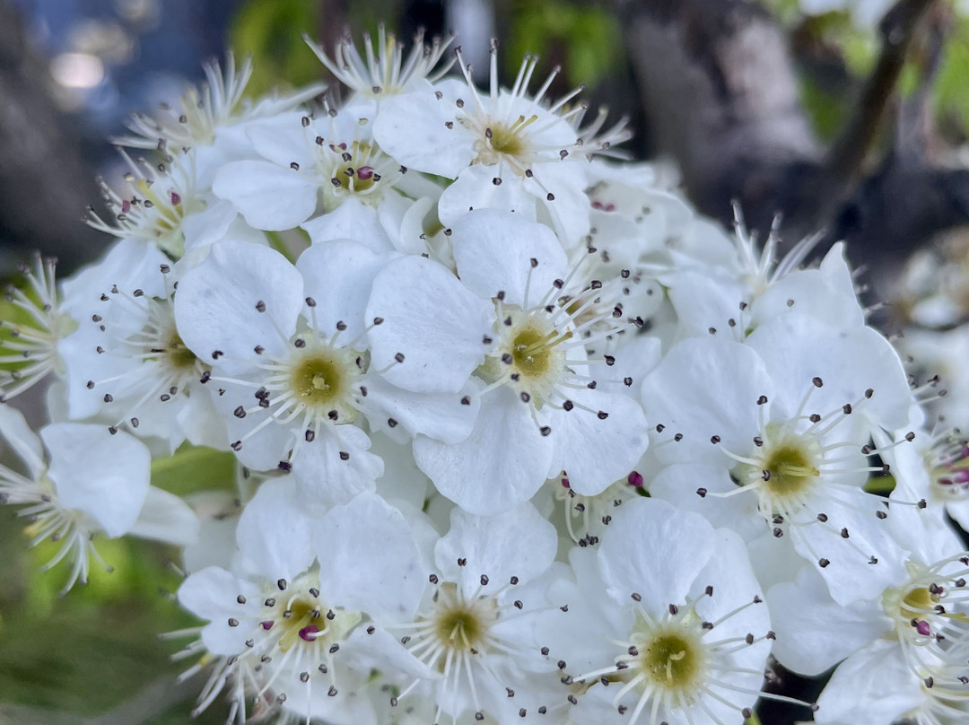 Neill Street Reserve-Carlton必去景点