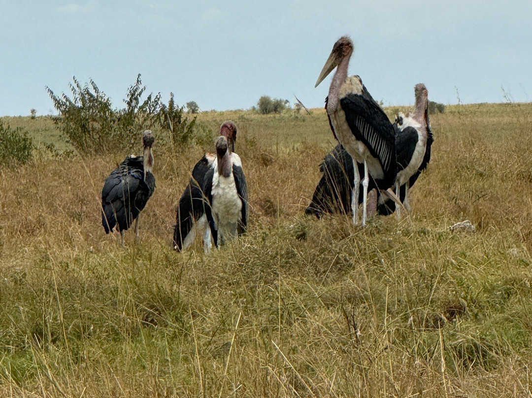 Assured Safaris-内罗毕必去景点