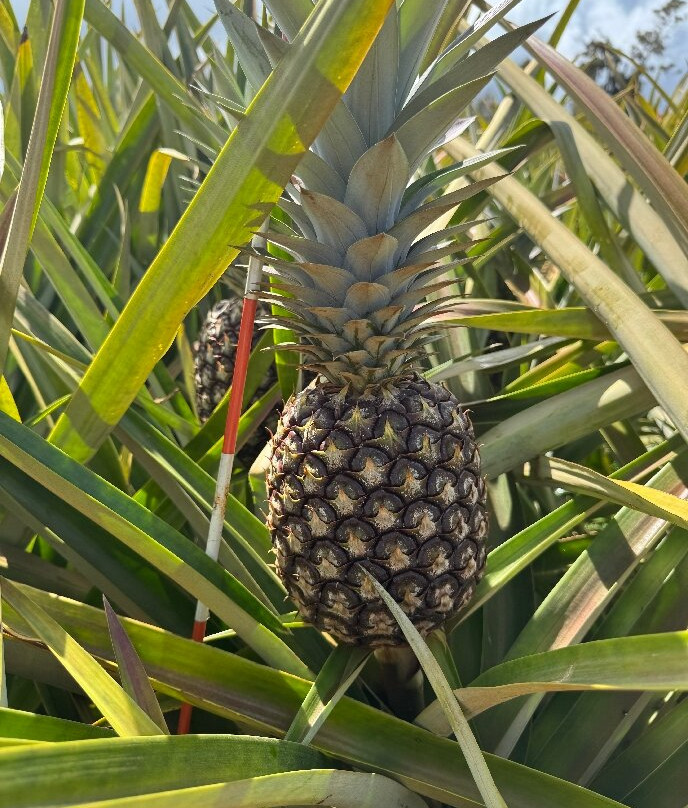 Sugarloaf Pineapple Farm-基拉韦厄必去景点