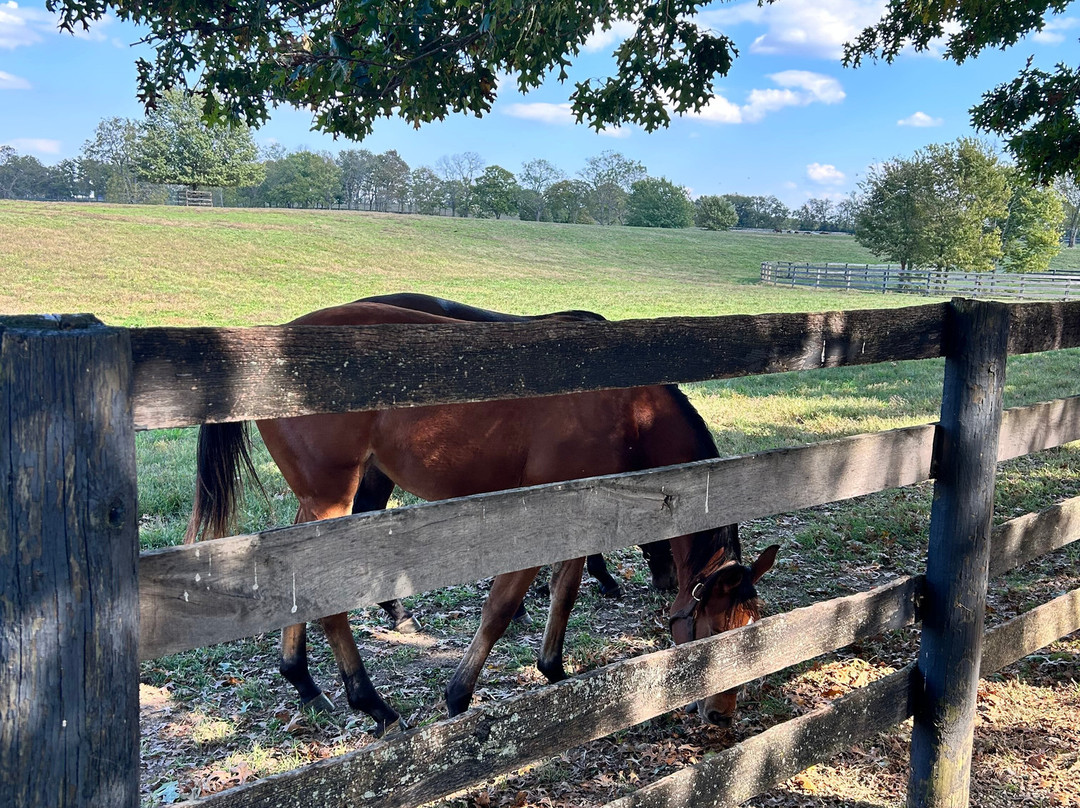 Mill Ridge Farm-列克星敦必去景点