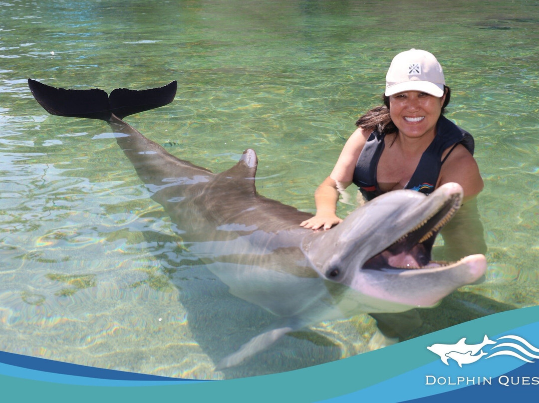 寻访海豚之旅-威可洛亚必去景点