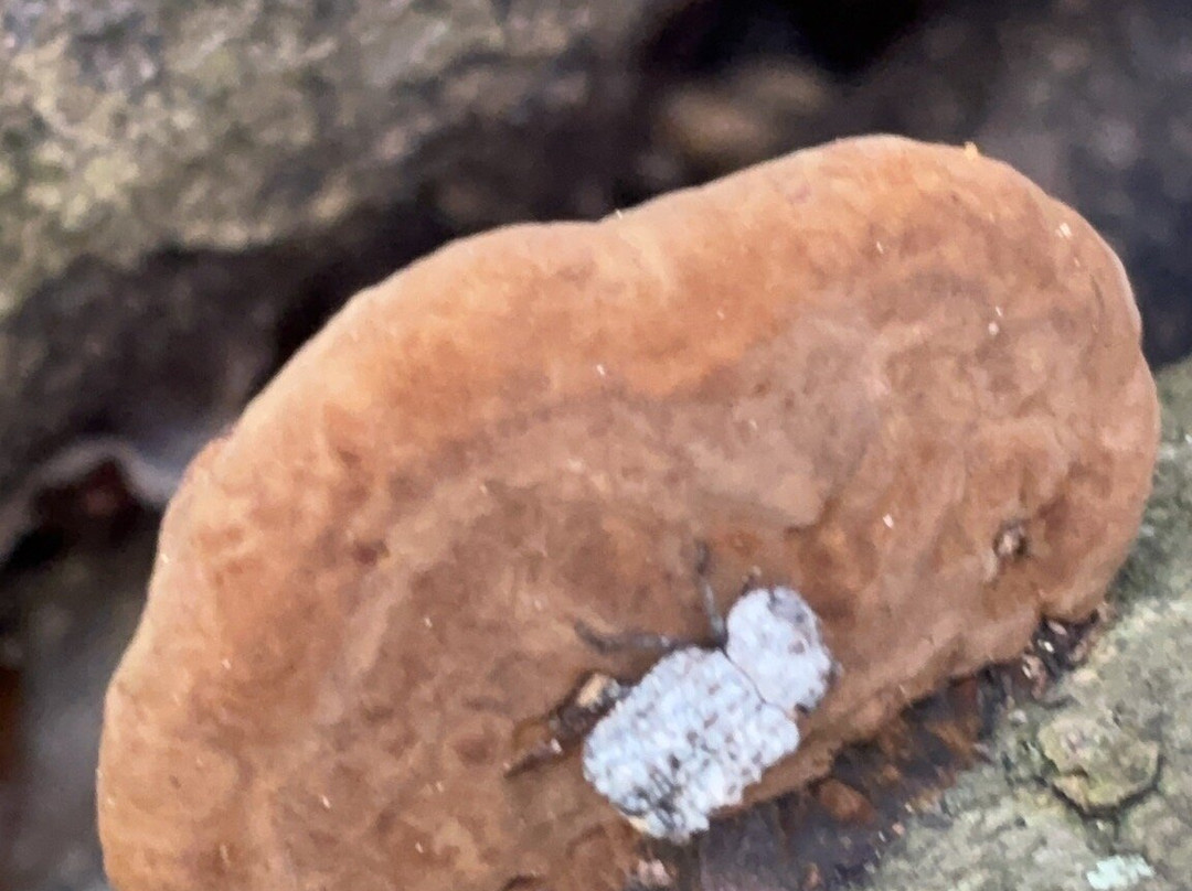 Enchanted Forest Sanctuary-泰特斯维尔必去景点