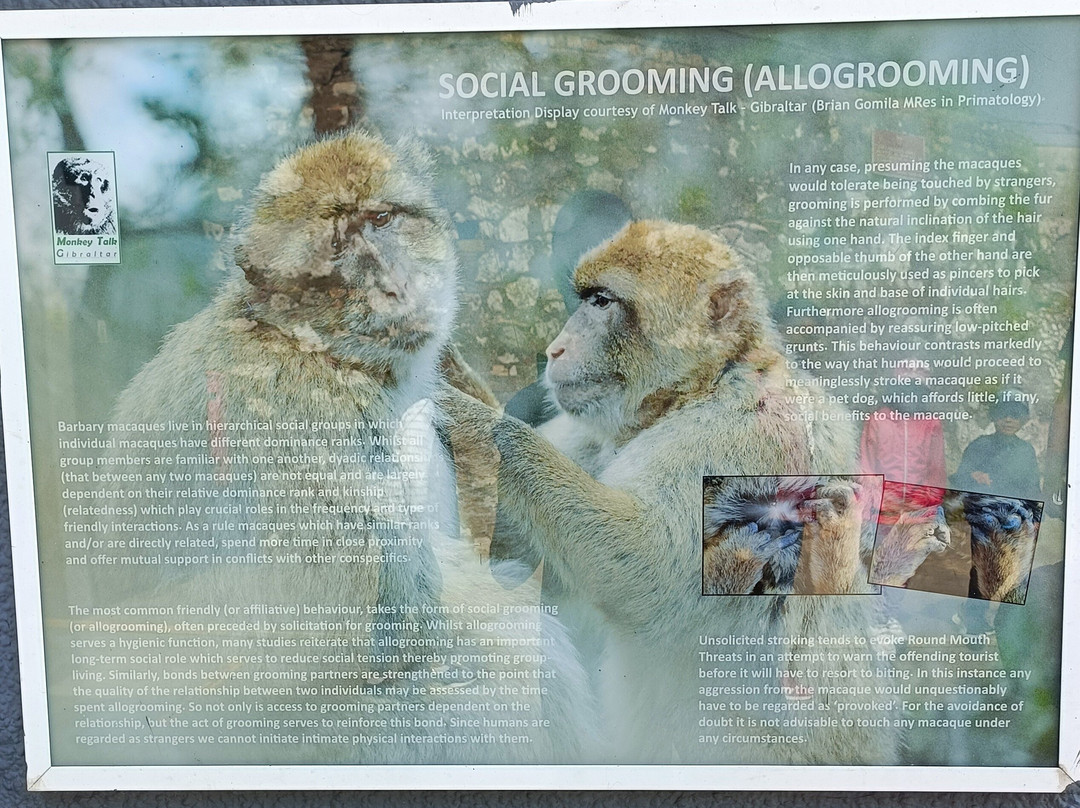 Gibraltar Upper Rock Nature Reserve-直布罗陀必去景点
