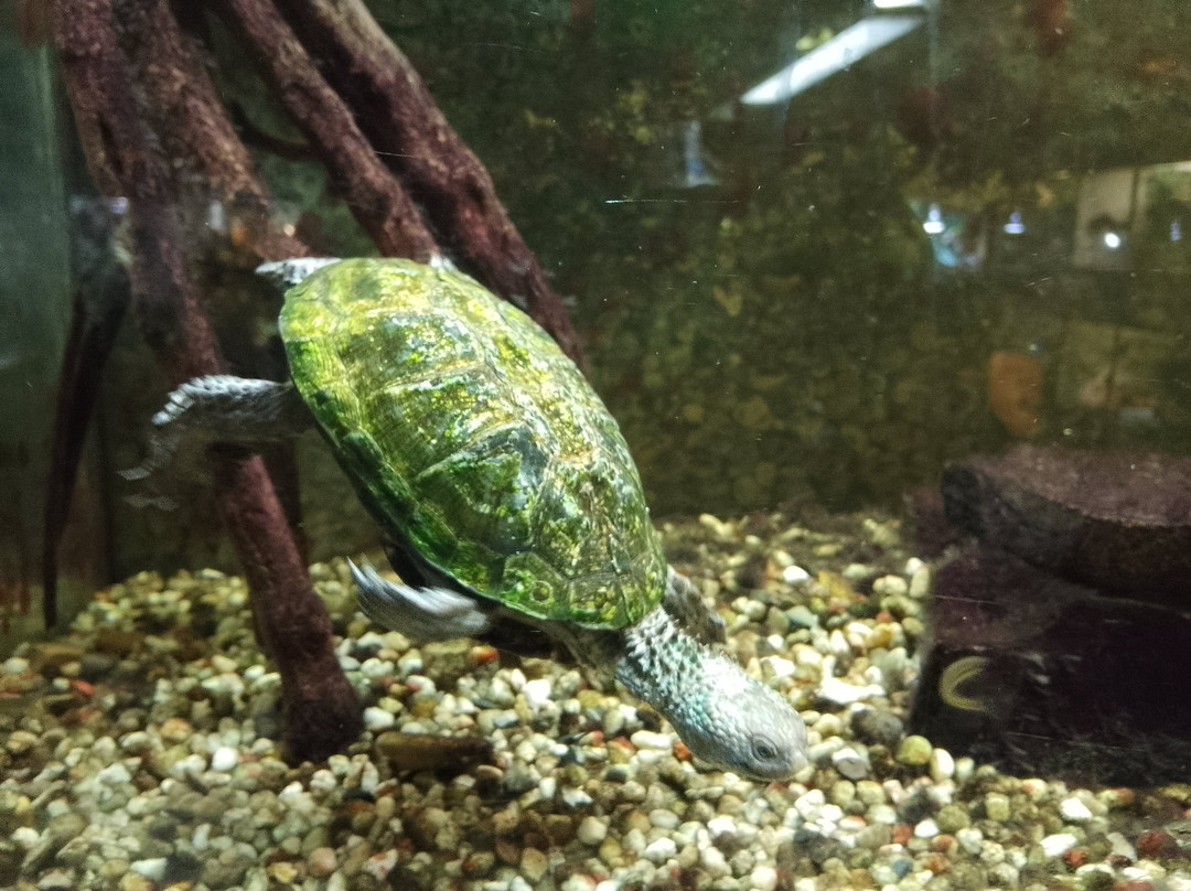 Reptilienzoo Neu-Ulm-新乌尔姆县必去景点