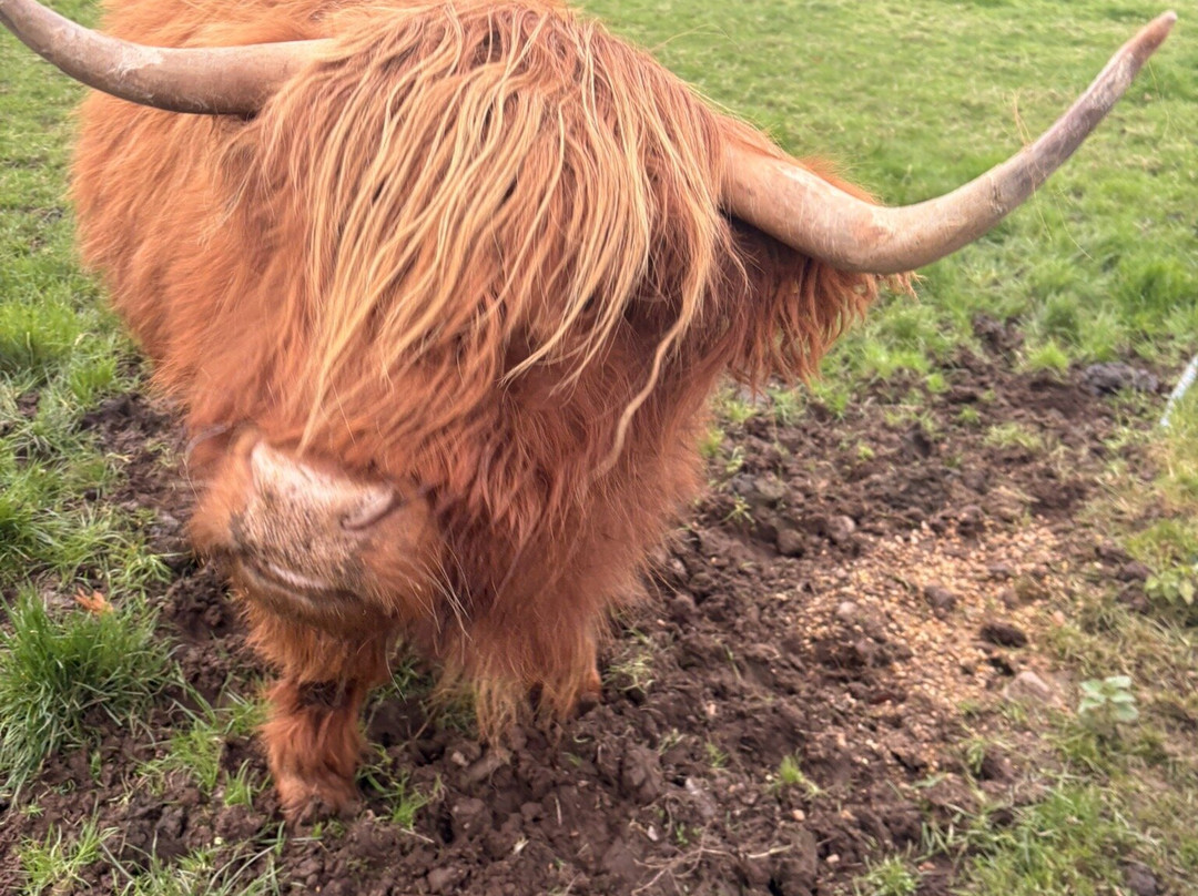 Mabie Farm Park-邓弗里斯必去景点