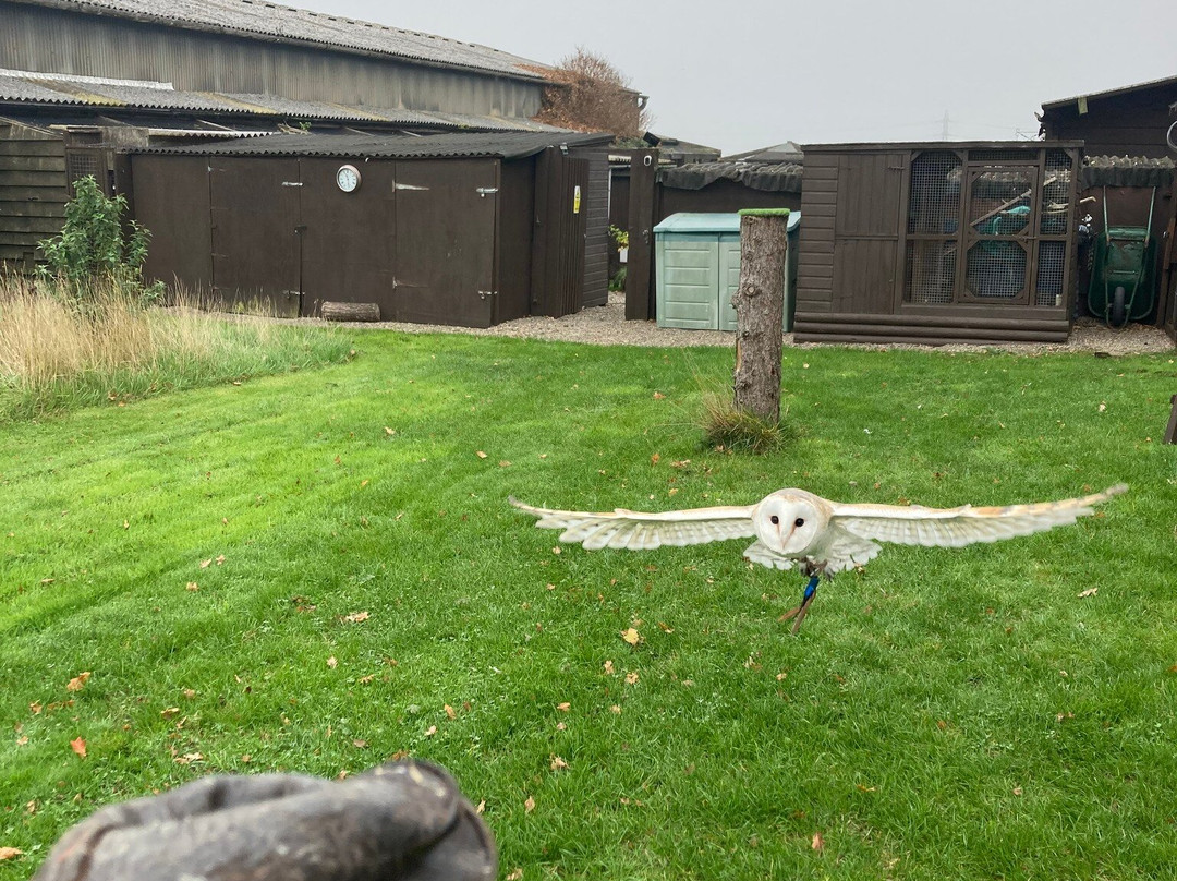 Battlefield Bird of Prey Centre-什鲁斯伯里必去景点