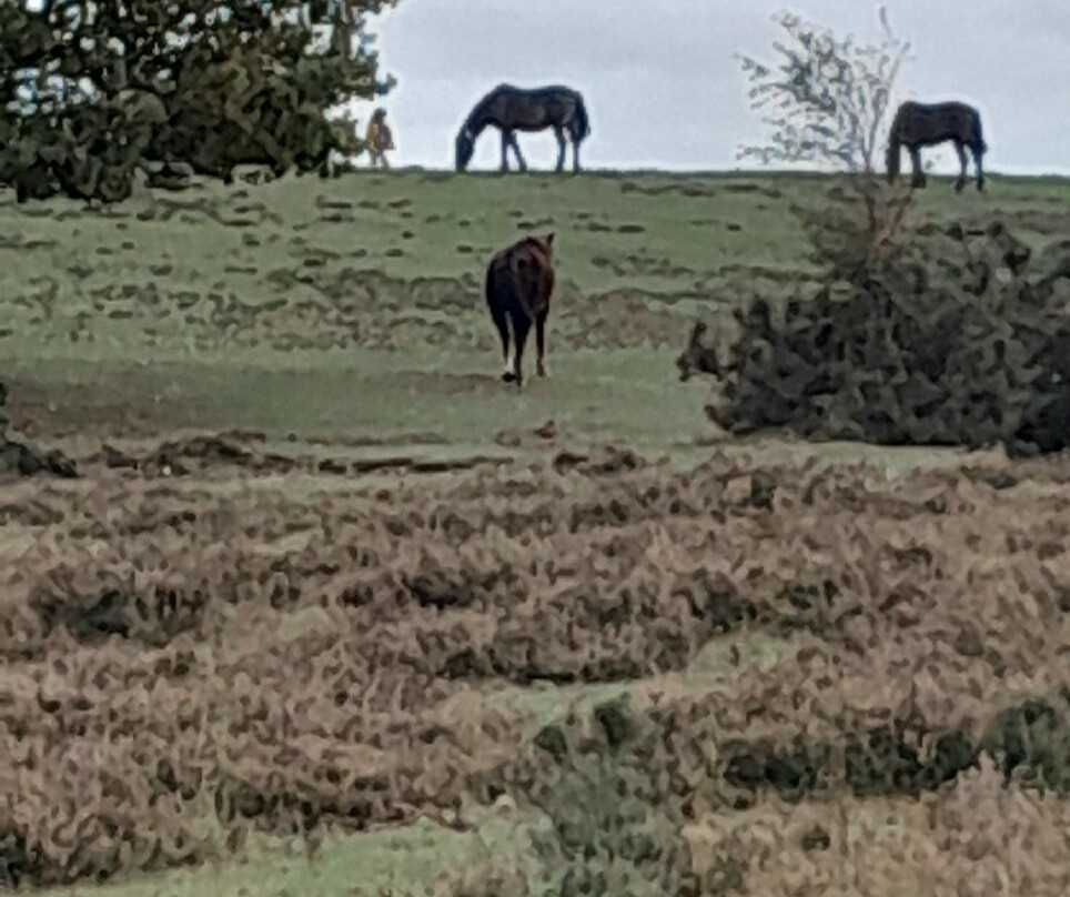 Furzey Gardens-Minstead必去景点