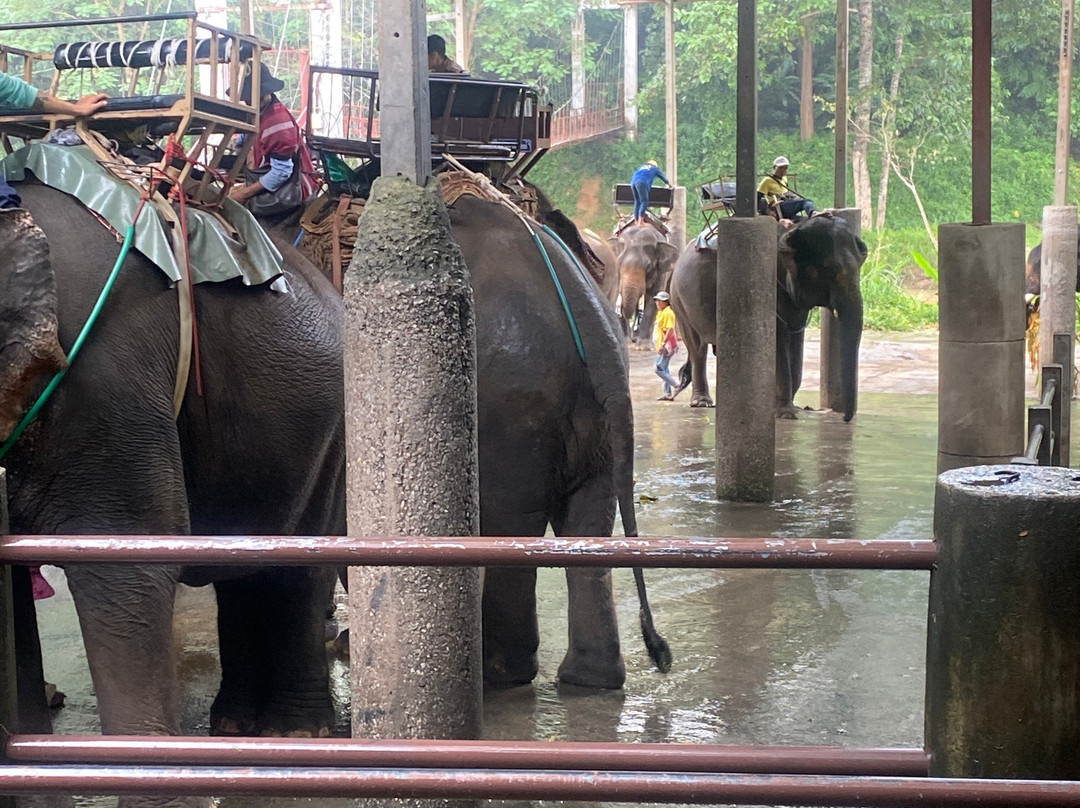 Maetaeng Elephant Park-夜登必去景点