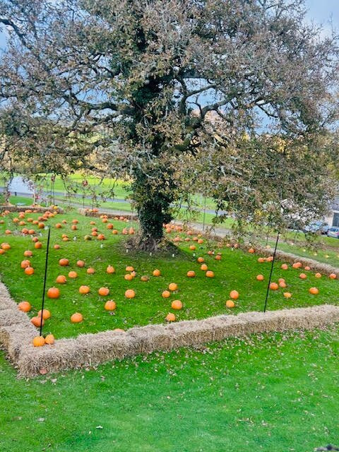 The Mole Resort主图