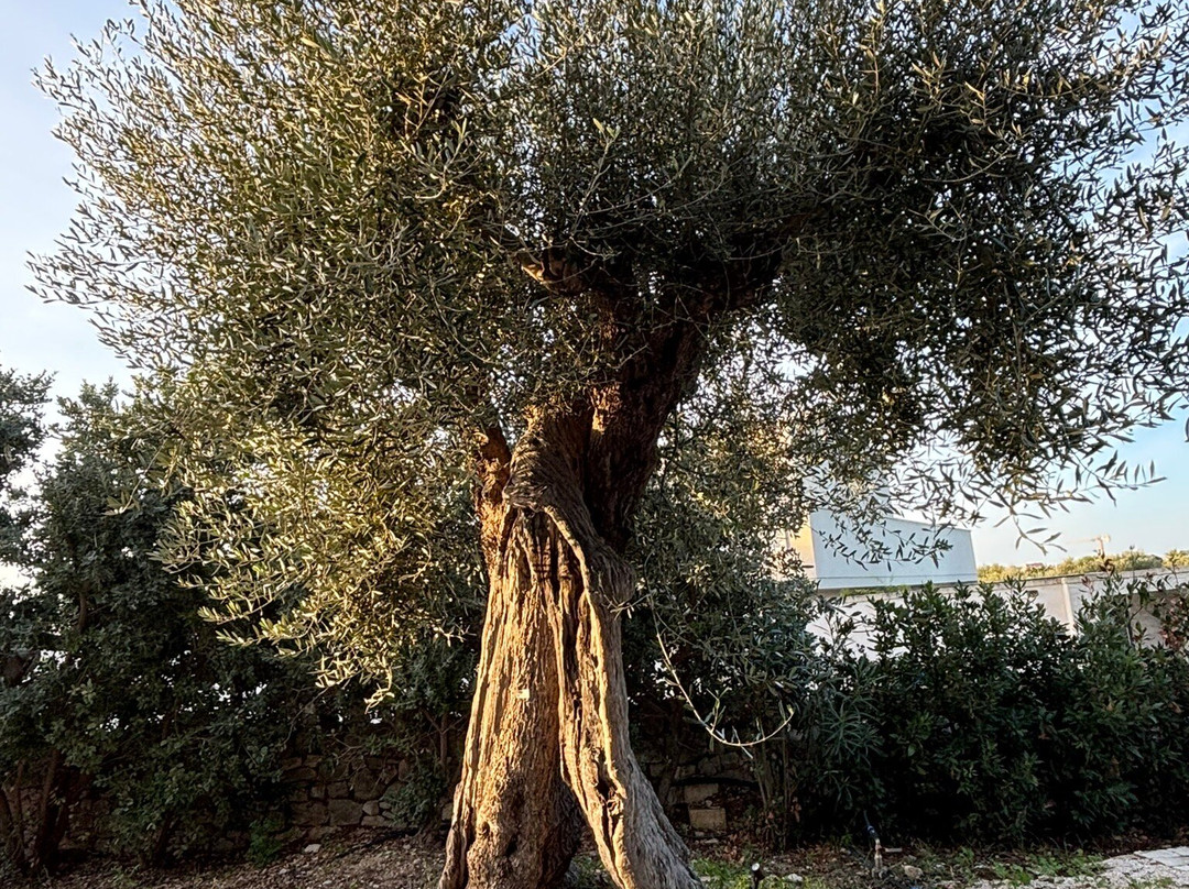 Masseria Torrepietra主图