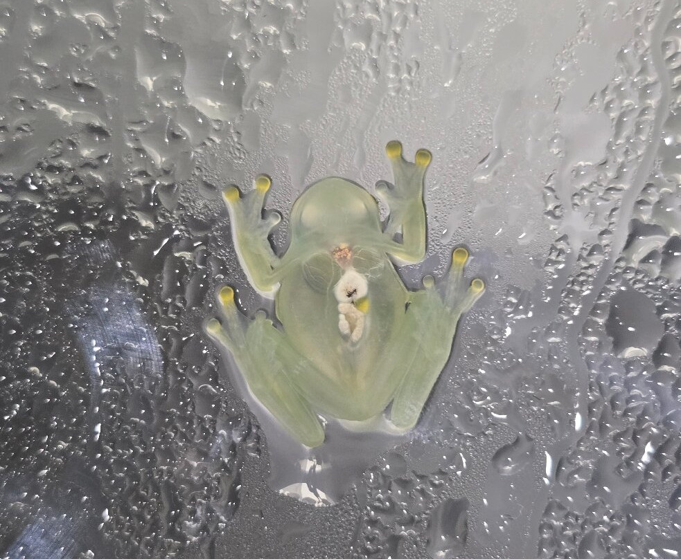 Wikiri Sapoparque-基多必去景点