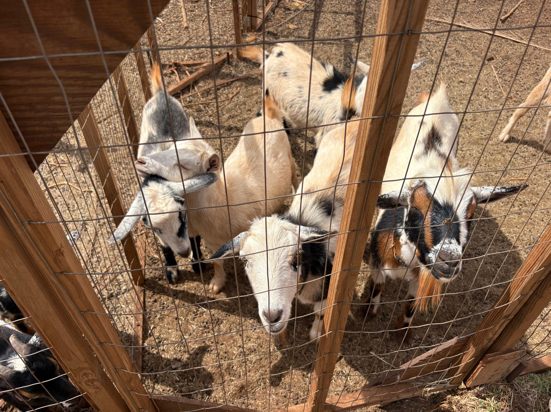 Maui Animal Farm-拉海纳必去景点