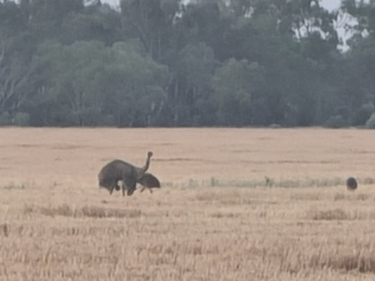Thallon Silo Mural-Thallon必去景点