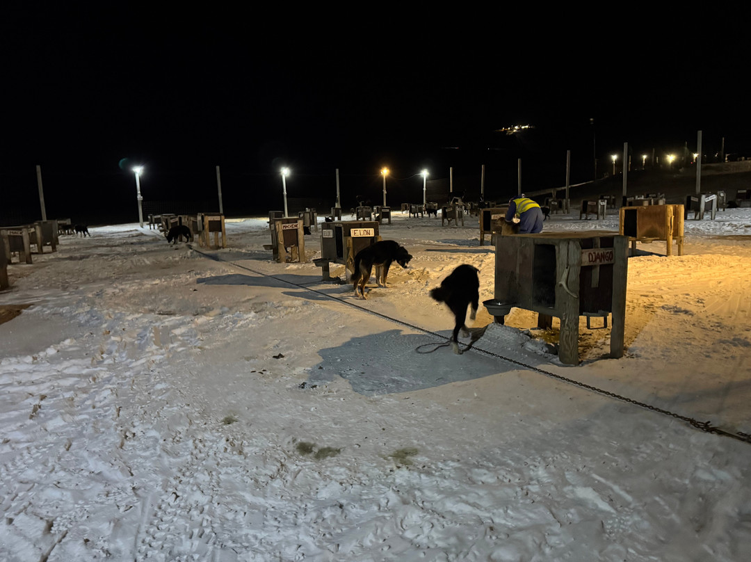 Green Dog Svalbard-朗伊尔城必去景点