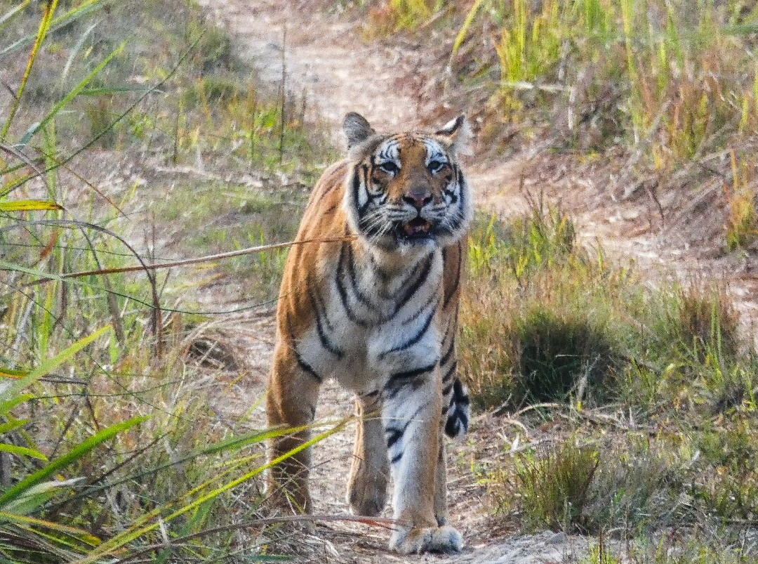 Chitwan National Park-苏拉哈必去景点