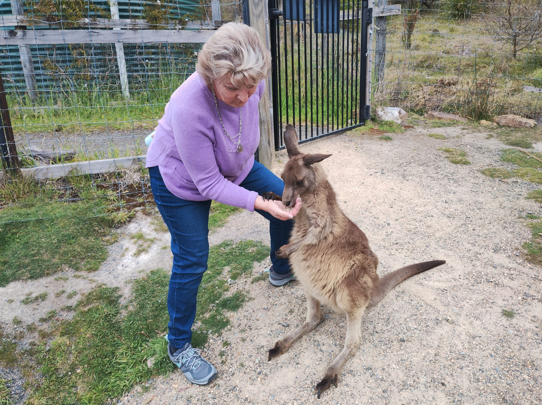 Serpentarium Wildlife Park Tasmania-圣海伦火山必去景点