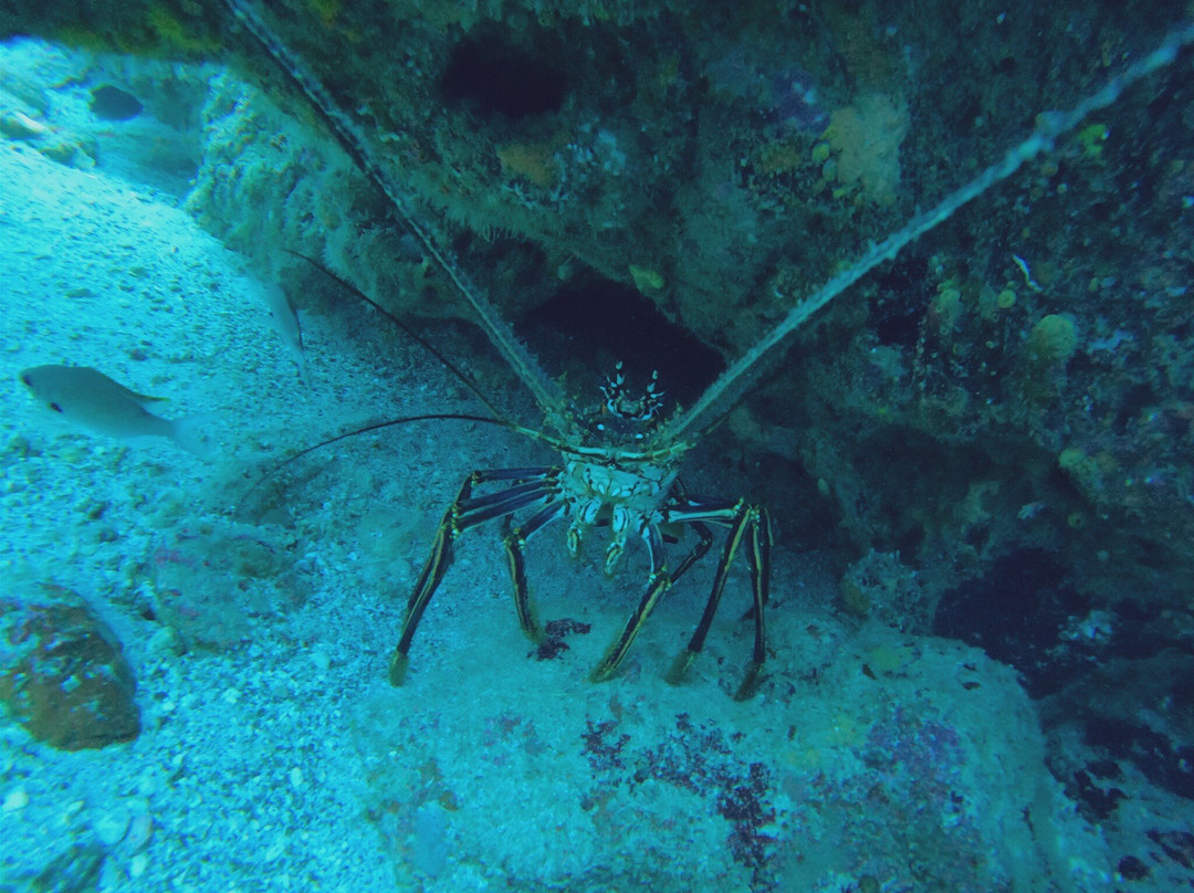 Tobago Dive Experience-Speyside必去景点