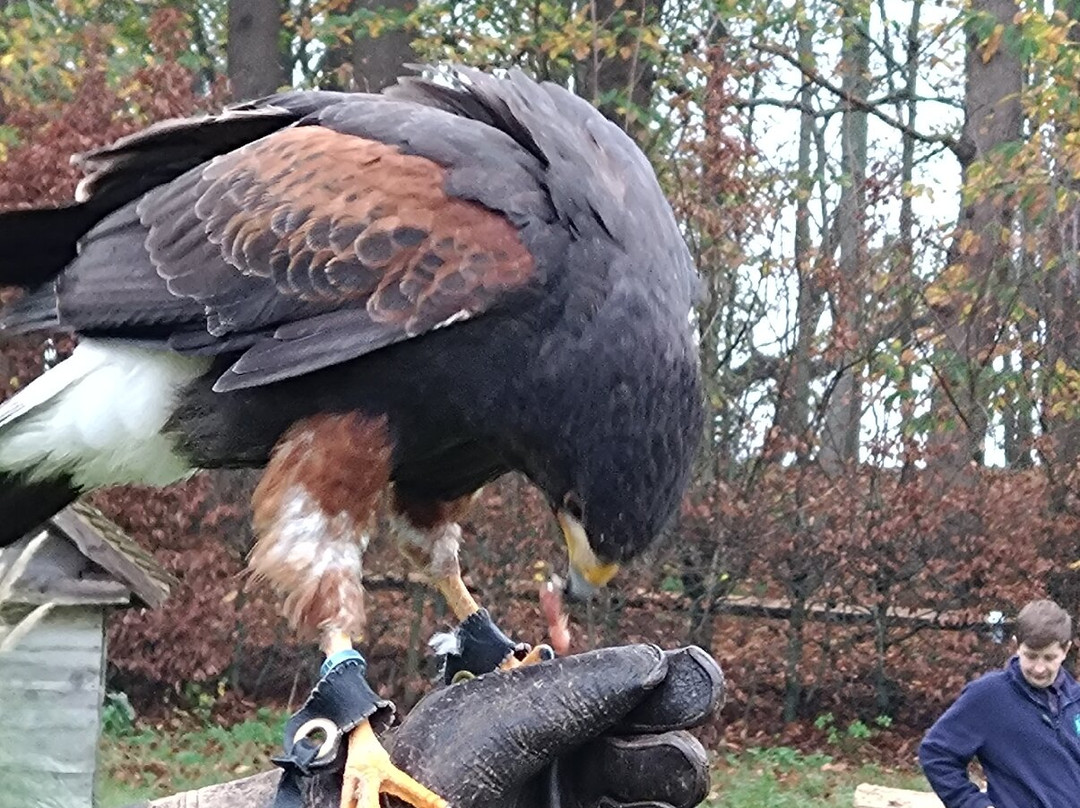 Leeds Castle Falconry Experiences-Leeds必去景点