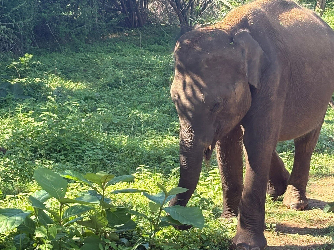 Udawalawe Lahiru Safari Guide Tours-乌达瓦拉维国家公园必去景点