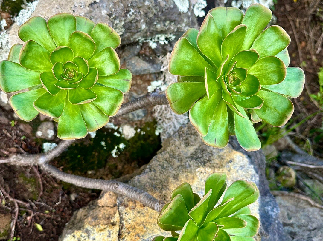 Parque Arqueologico Tendal-San Andres y Sauces必去景点
