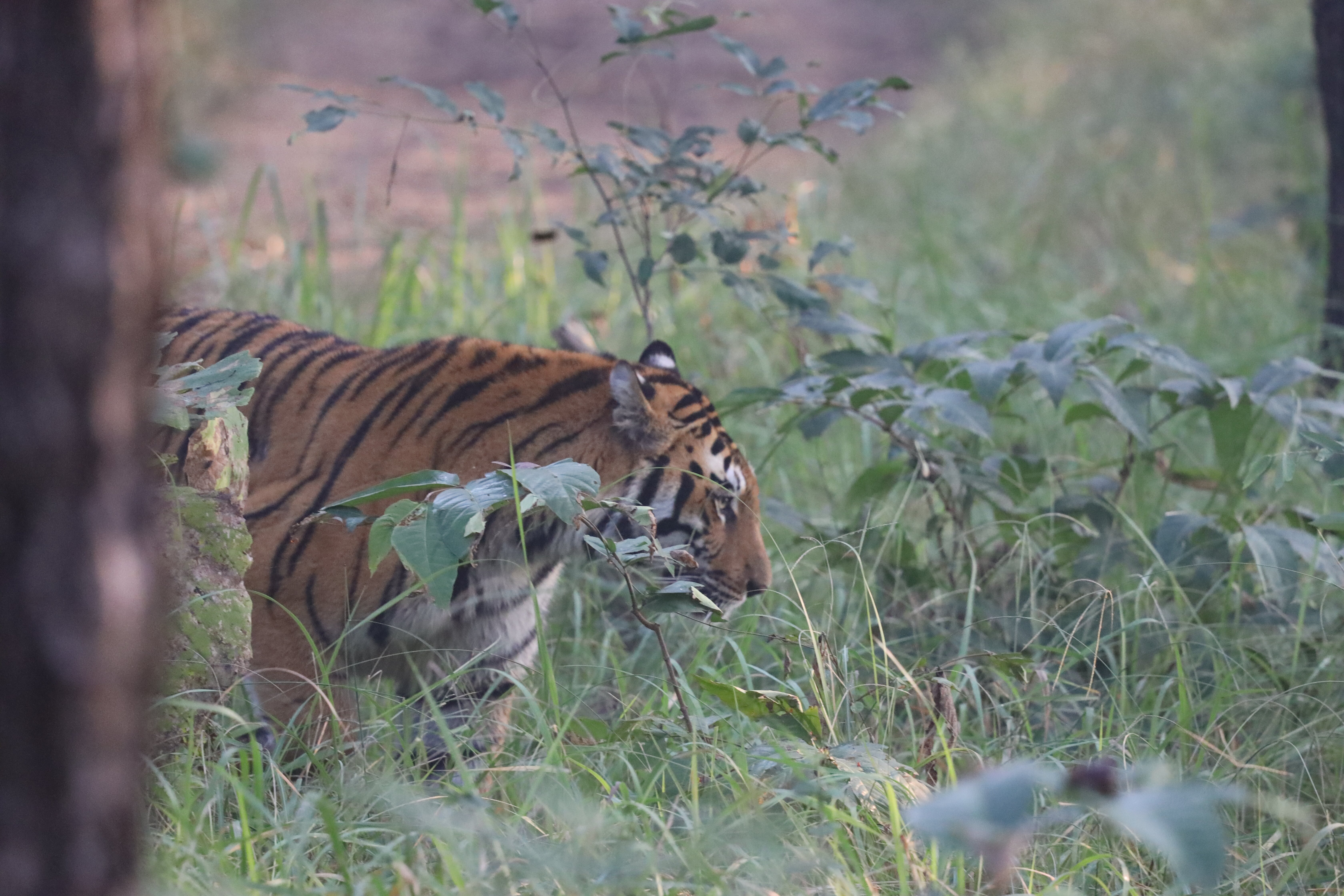 Pugdundee Safari- Denwa Backwater Escape-官方