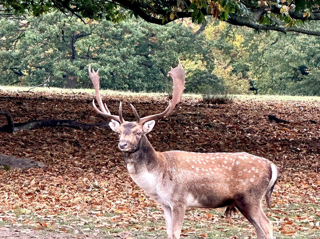 Knole - National Trust-Sevenoaks必去景点