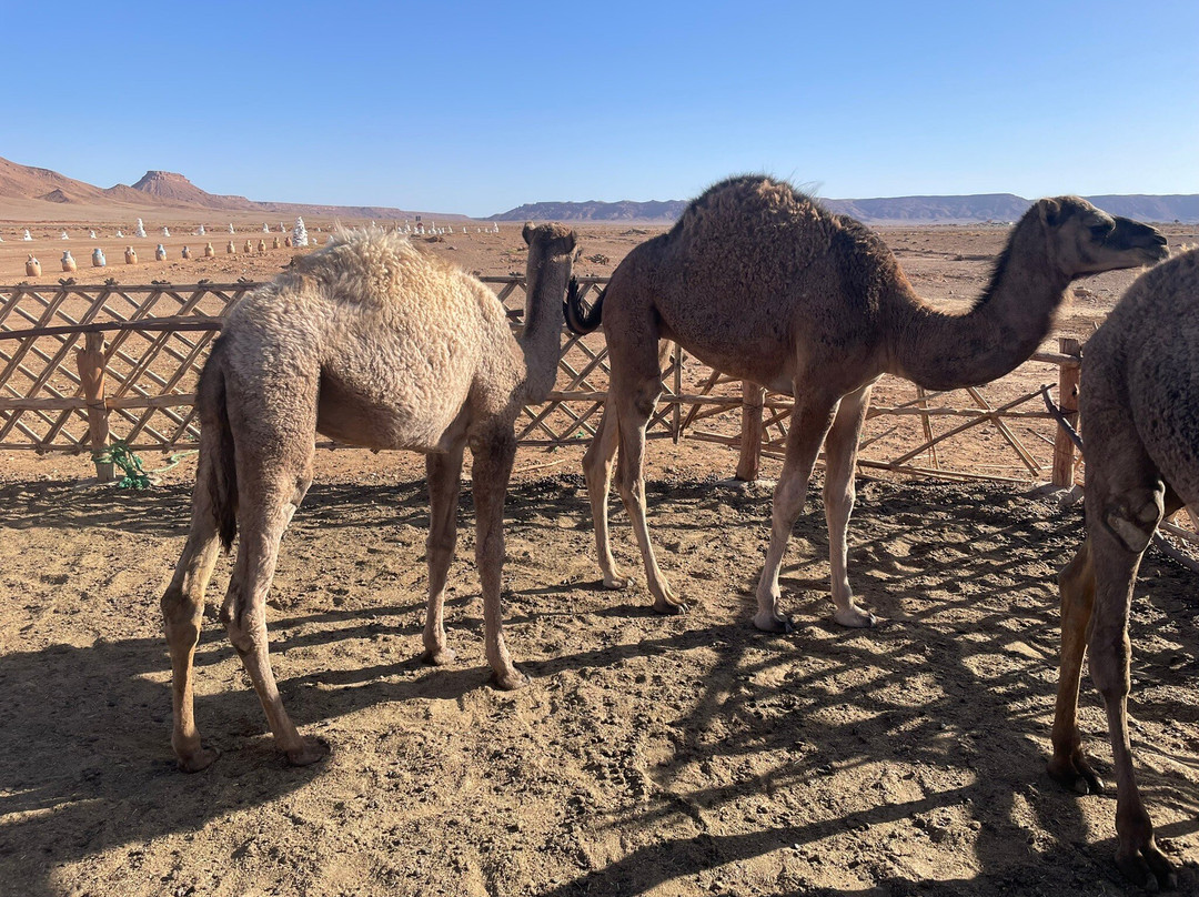 Desert Life Tours-非斯必去景点
