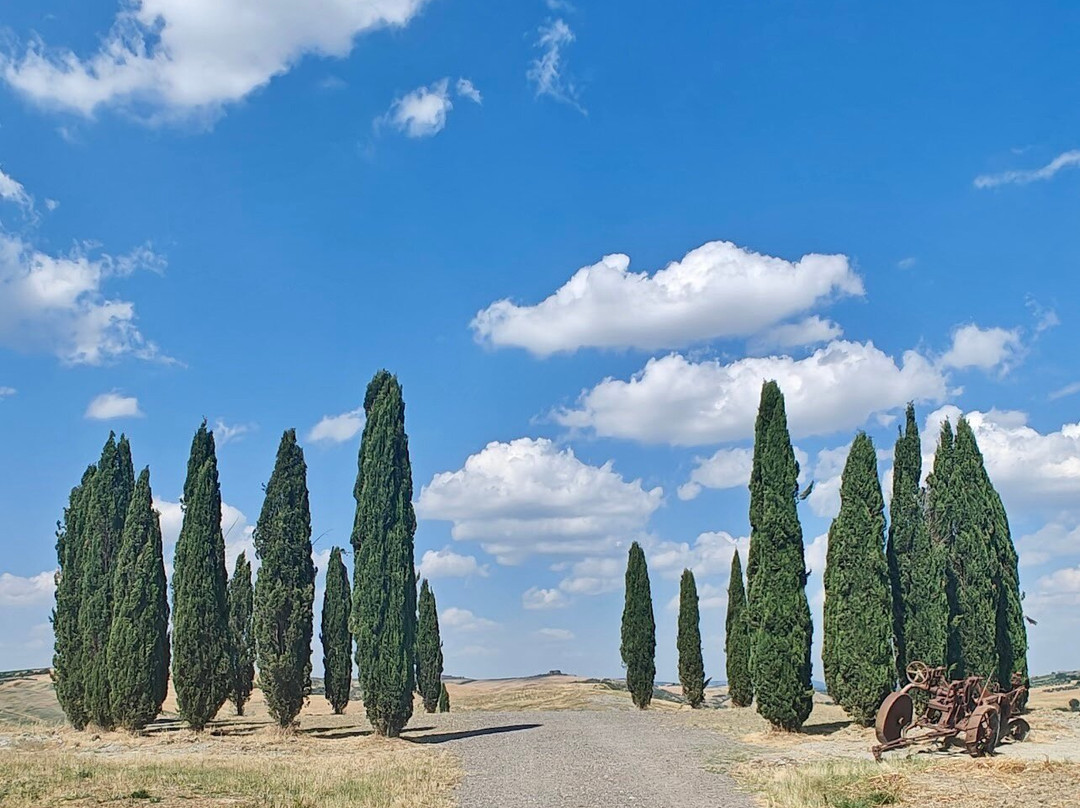 Cipressi di San Quirico d'Orcia-圣奎里科多尔恰必去景点