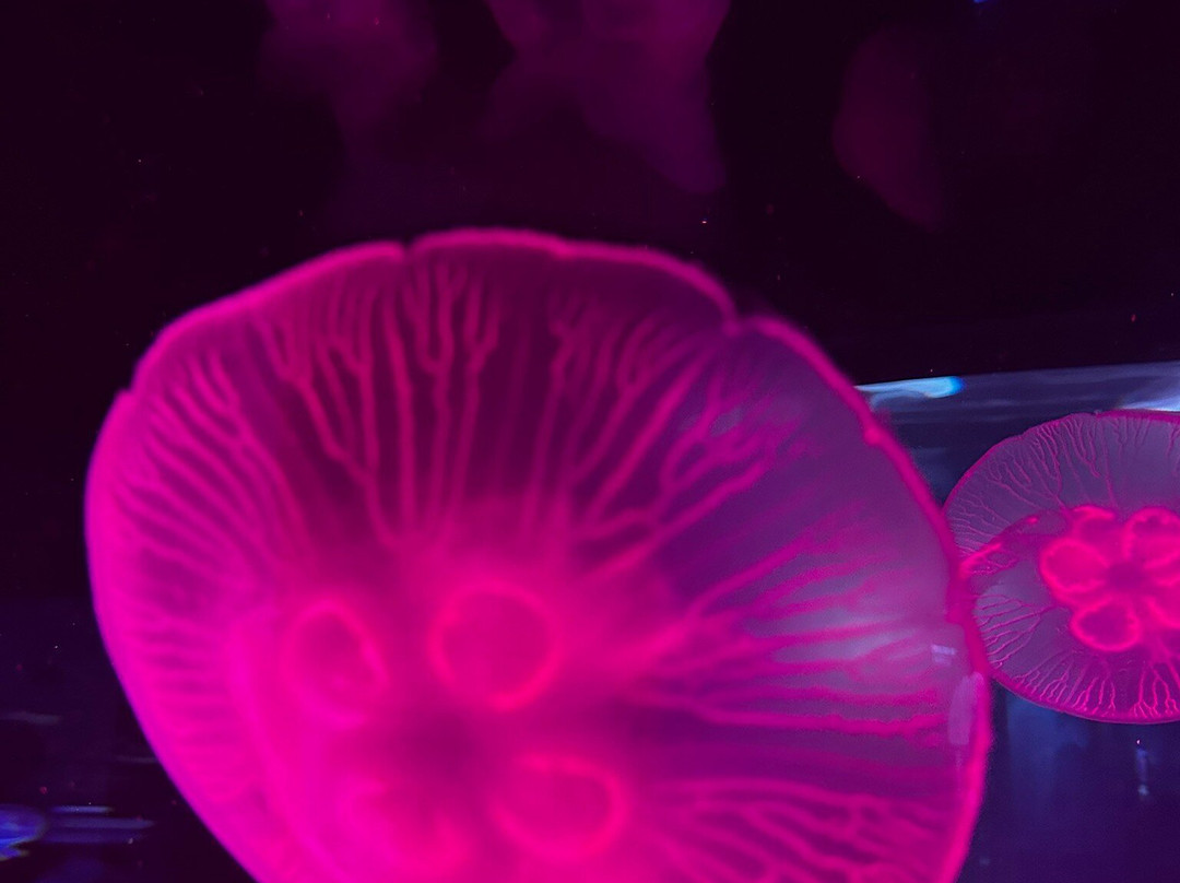 Aquarium du Québec-魁北克市必去景点