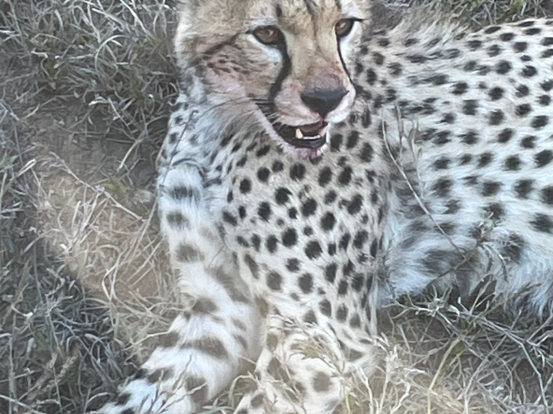 Safari Outfitters Company Limited-阿鲁沙必去景点