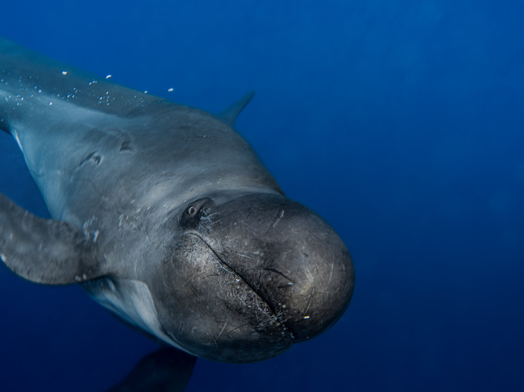 Magbay Seafaris-Puerto San Carlos必去景点