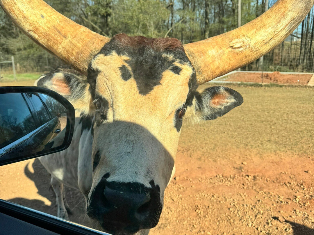 Lake Hartwell Wildlife Safari-Hartwell必去景点