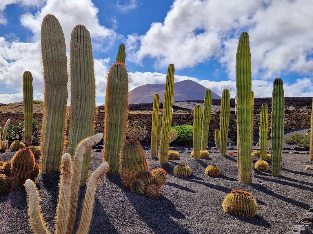 El Grifo - Museo del Vino-San Bartolome必去景点