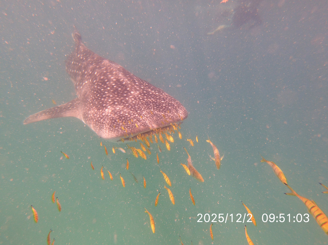 Mafia Island Dream Adventures-Kilindoni必去景点