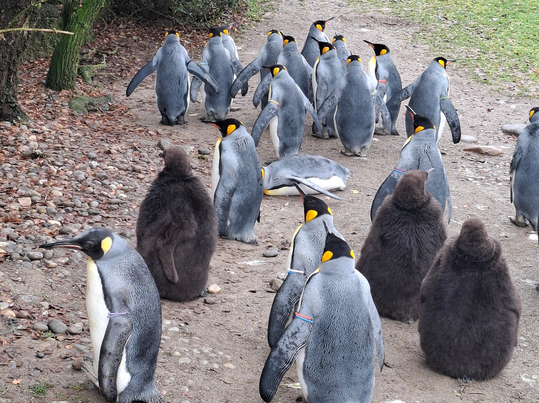 苏黎世动物园-苏黎世必去景点