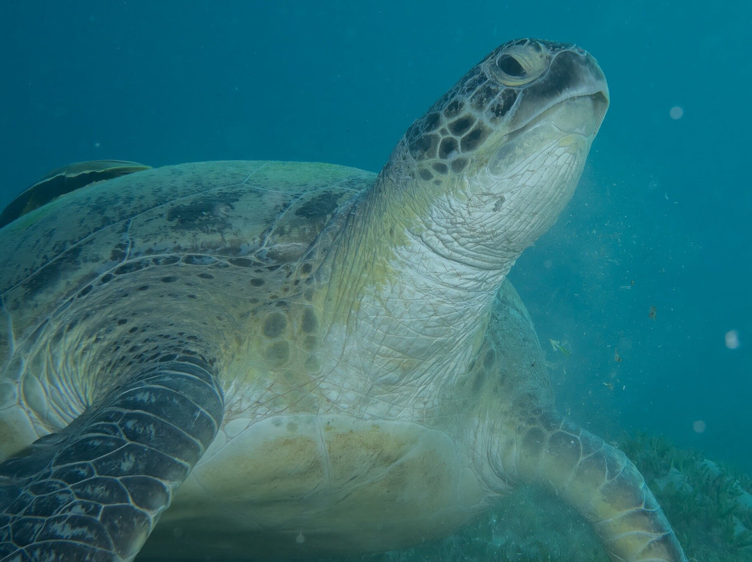 SUBEX Diving Center - Baron Palace-赫尔格达必去景点