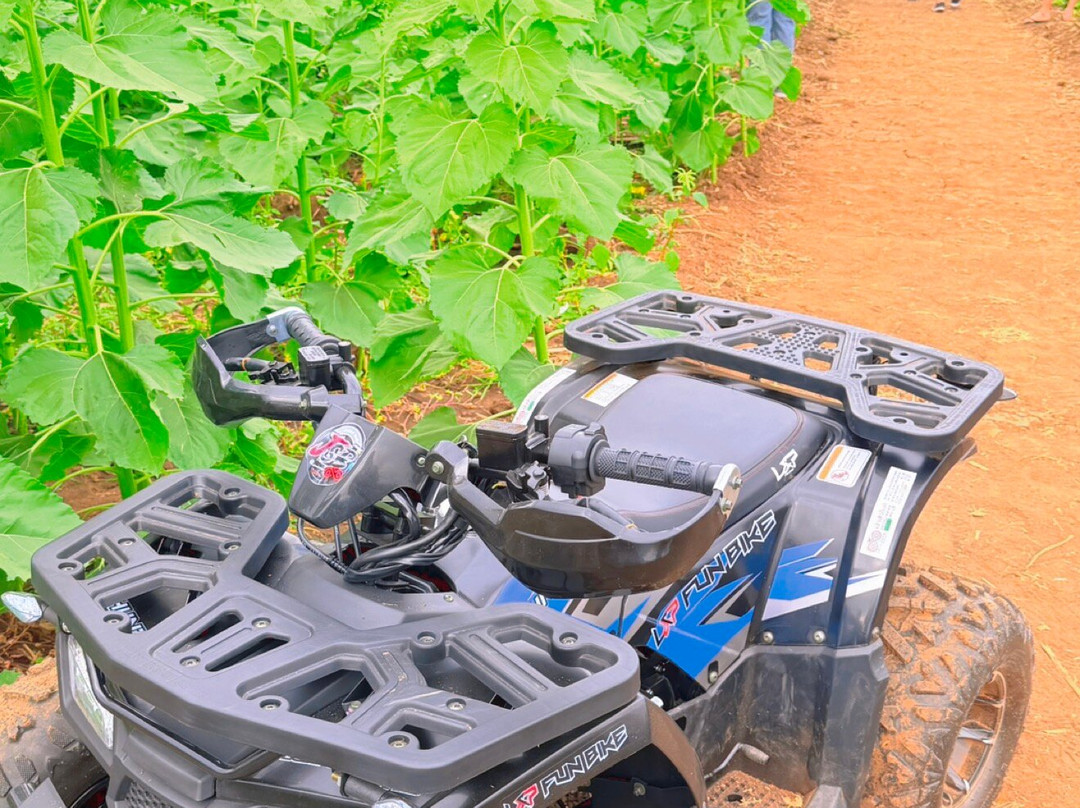 Sunflower Field-帕他那尼空必去景点