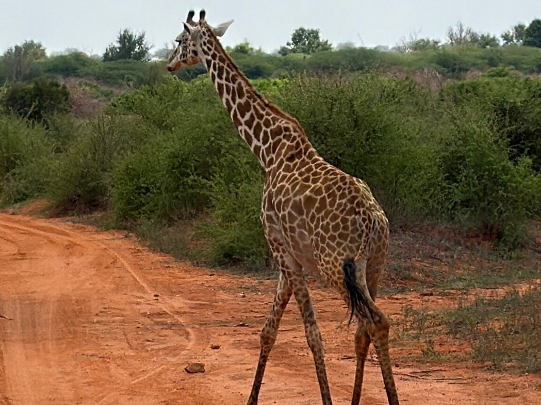 Discovery Kenya con Fragola-瓦塔木必去景点